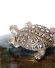Dekorative antike Art Deco Brosche Schildkrte 800/000 Silber Markasite B4096