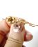 Antike schne Brosche 750 Gelbgold mit Blten Rubin + Saphir um 1900 B4172